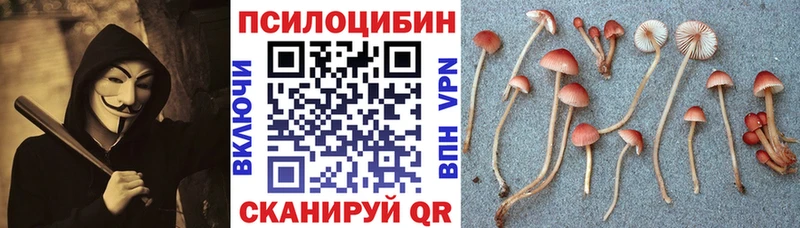наркота  Зерноград  Псилоцибиновые грибы Psilocybe 